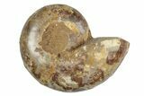 Jurassic Cut & Polished Ammonite Fossil (Half) - Madagascar #289323-1